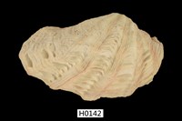 藏品(長硨磲蛤)的圖片